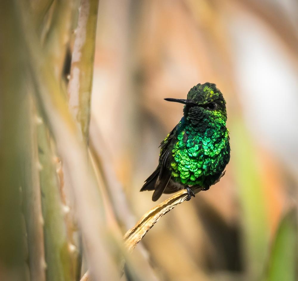 quoc dao curacao anh 10