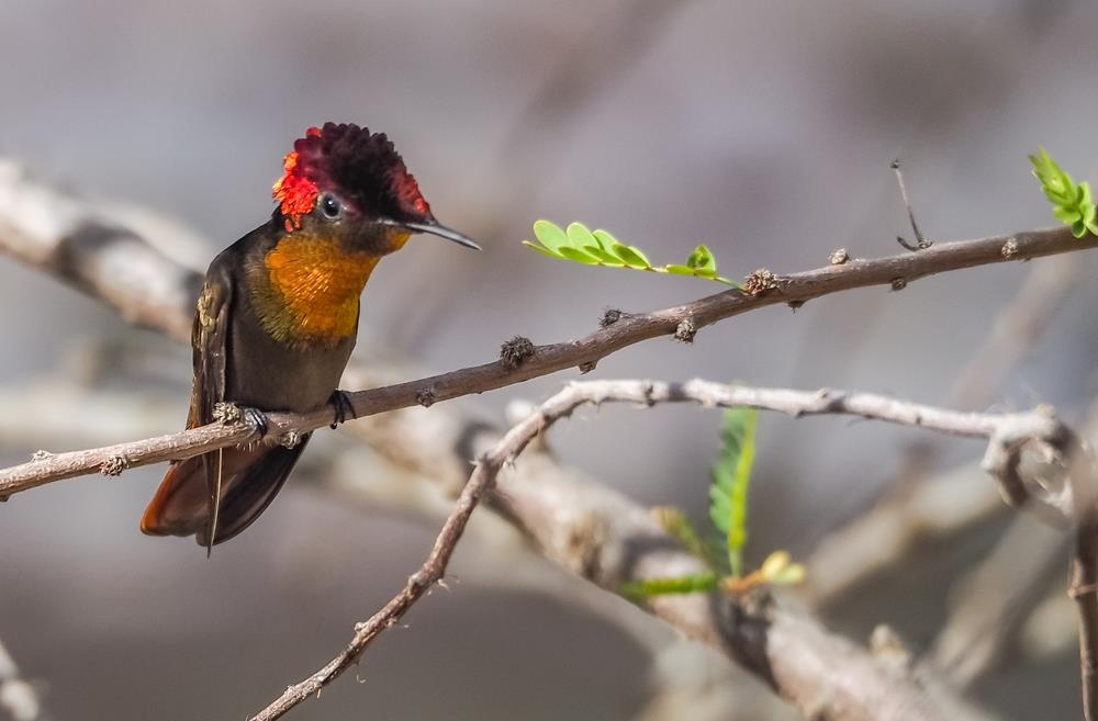 quoc dao curacao anh 11