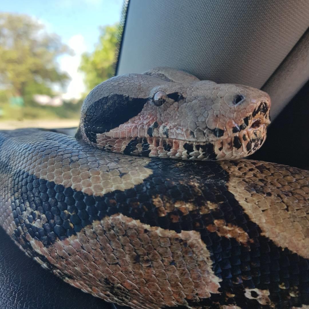 quoc dao curacao anh 20