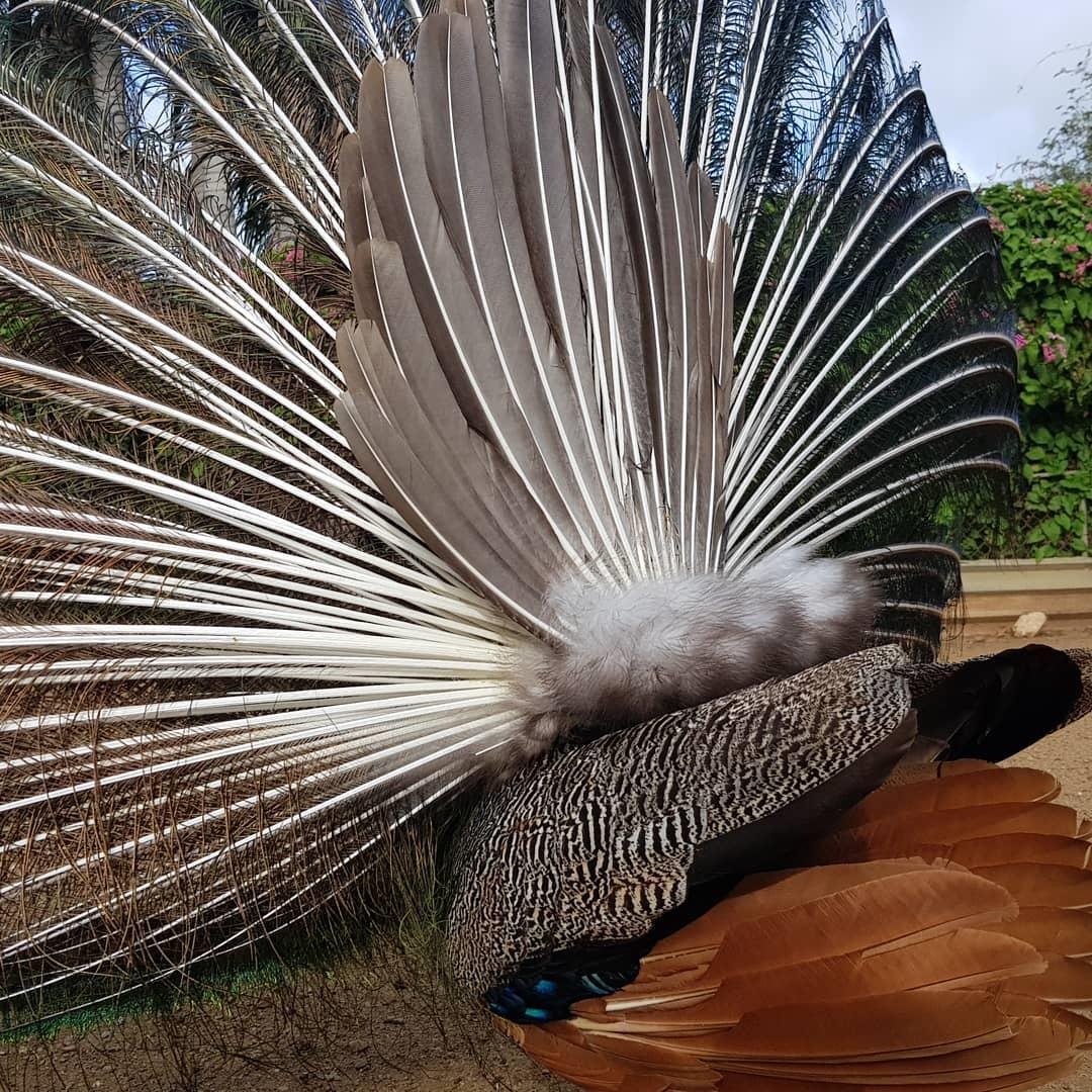 quoc dao curacao anh 21