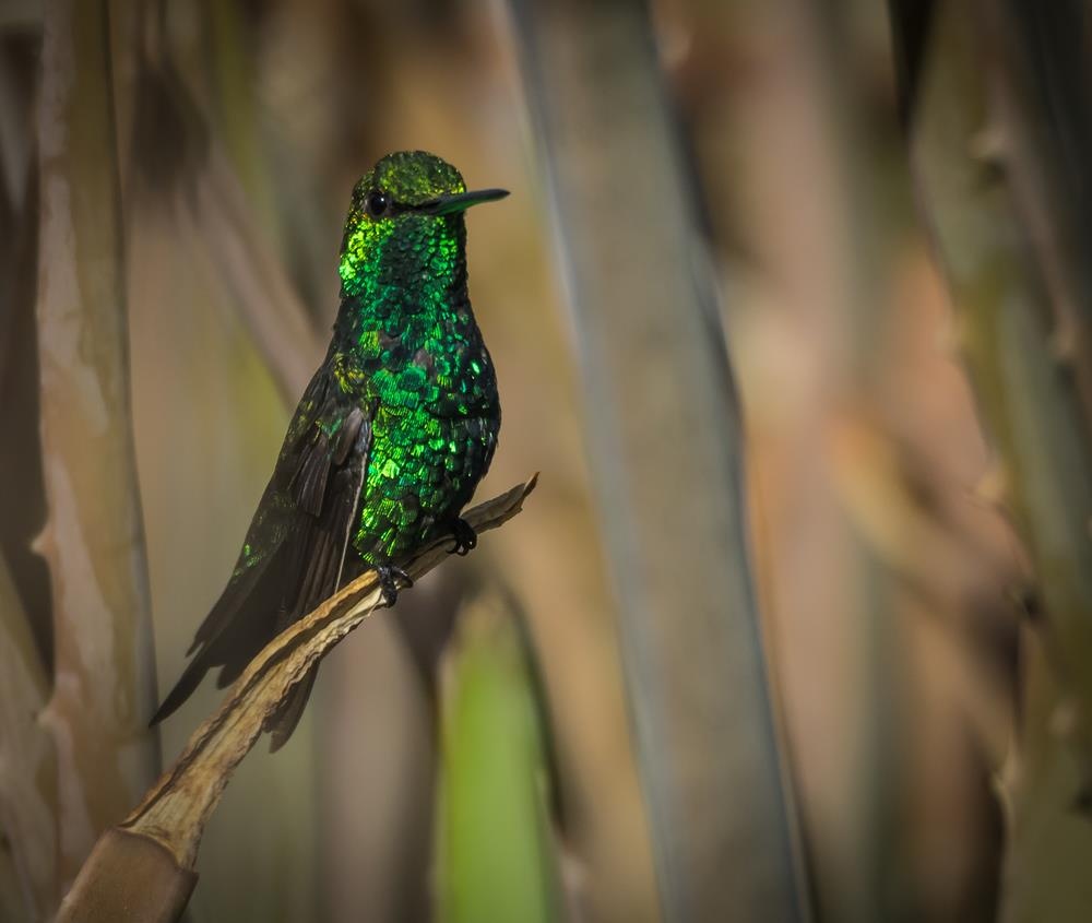 quoc dao curacao anh 12