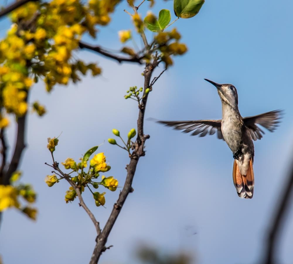 quoc dao curacao anh 13