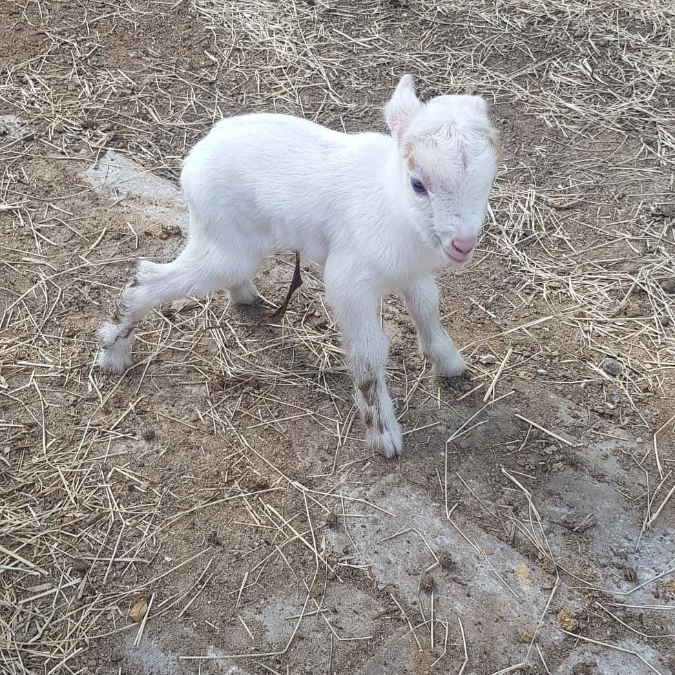 quoc dao curacao anh 23