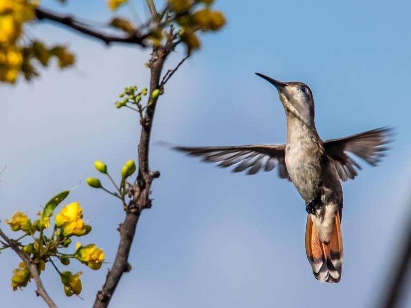 Curacao - dao quoc cua cu da va nhung loai chim ruoi doc dao hinh anh