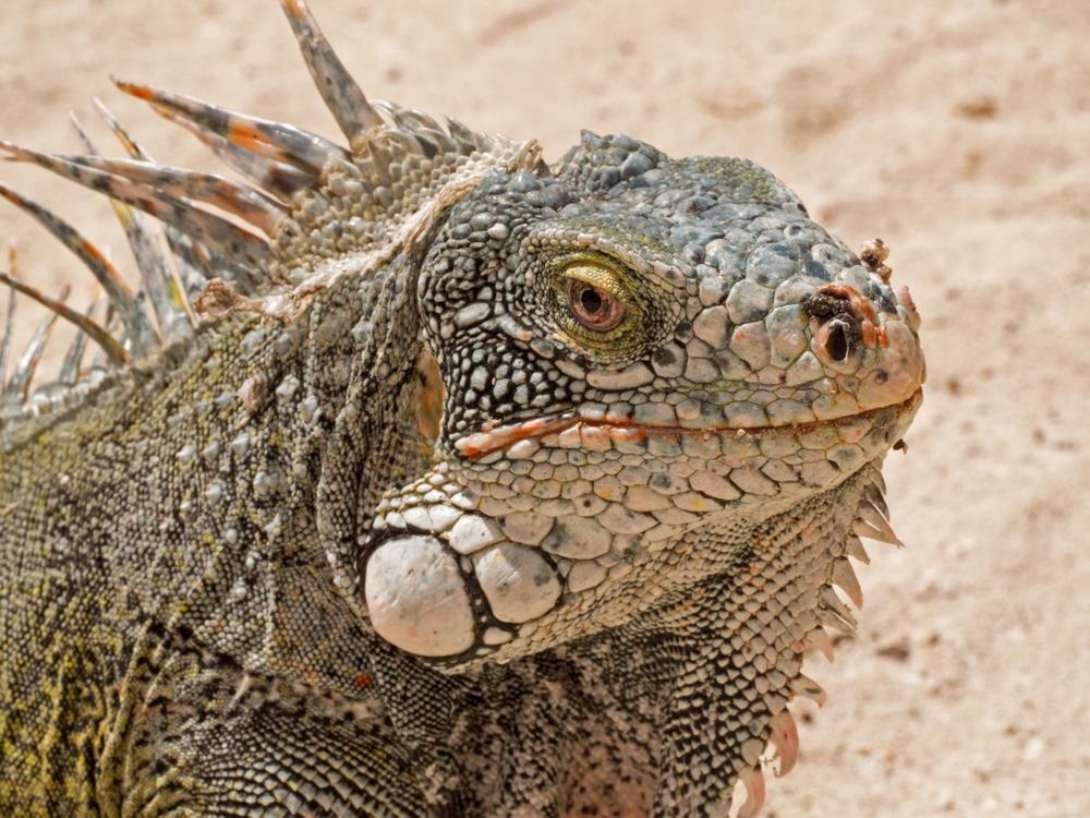 quoc dao curacao anh 1