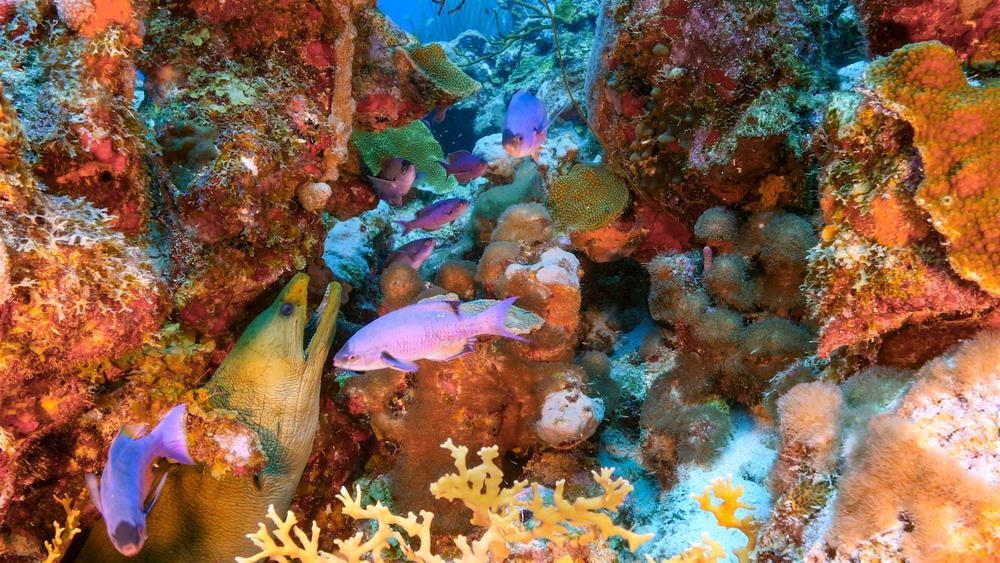 quoc dao curacao anh 17