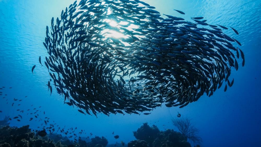 quoc dao curacao anh 18