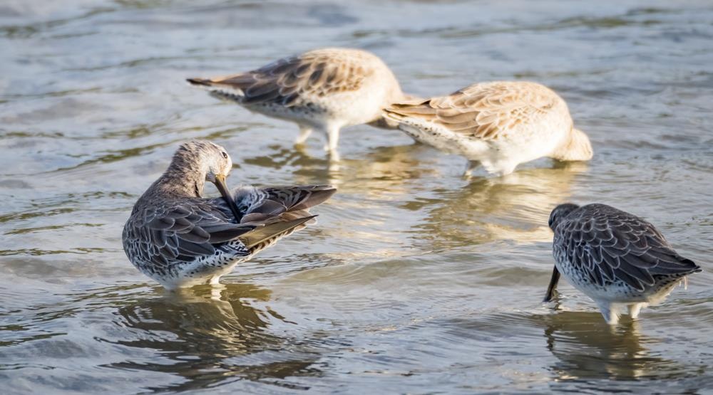 quoc dao curacao anh 6