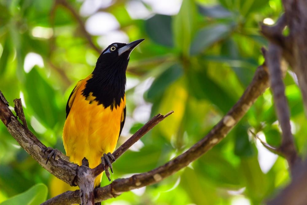 quoc dao curacao anh 7