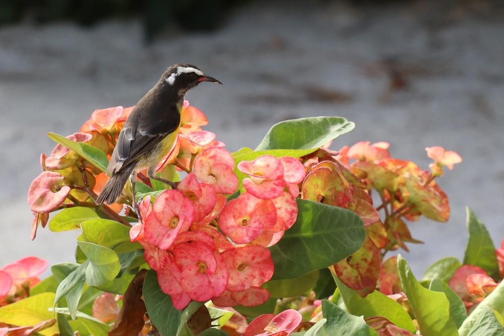 quoc dao curacao anh 8