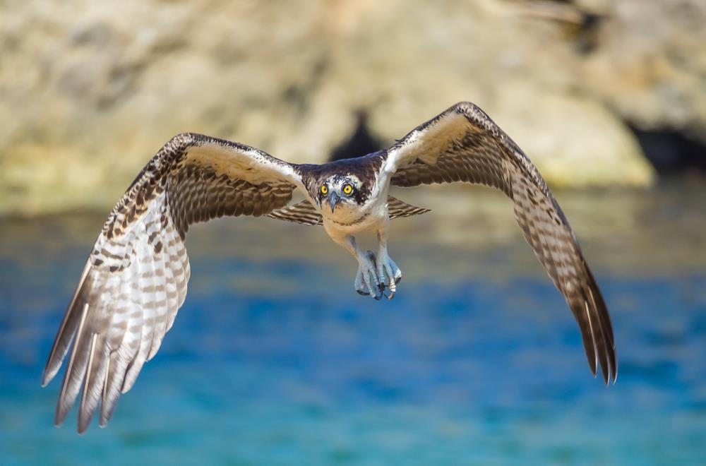 quoc dao curacao anh 9