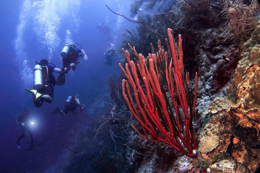 quoc dao curacao anh 19