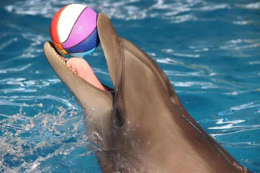 Canada cham dut tinh trang nuoi nhot ca heo, ca voi phuc vu giai tri hinh anh