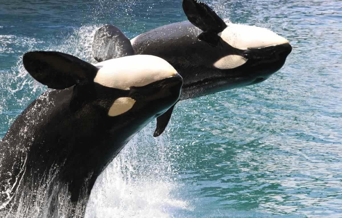 nuoi nhot ca heo anh 2