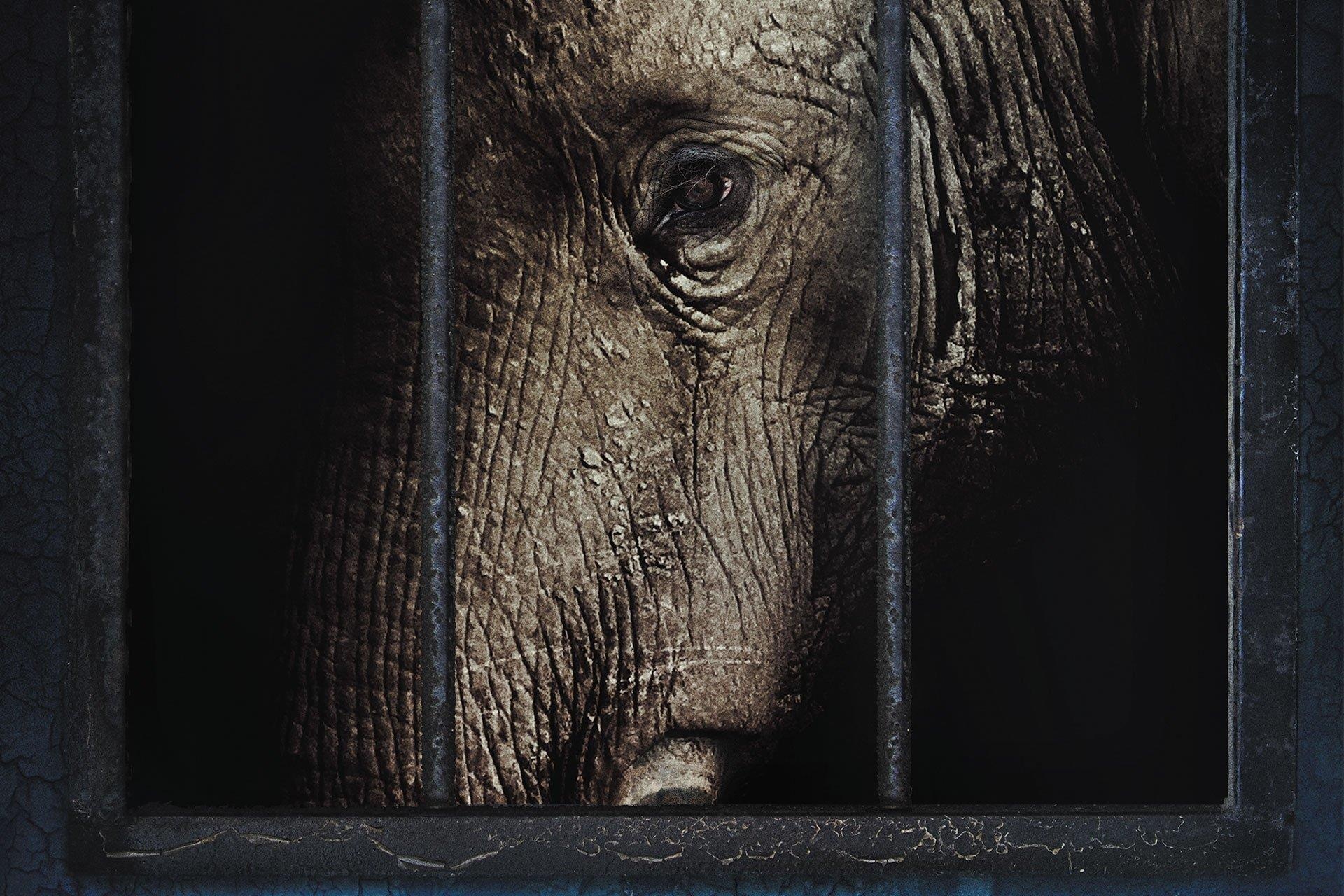 Vu an voi Tyke chet vi 86 vien dan - vet den cua lich su xiec thu hinh anh