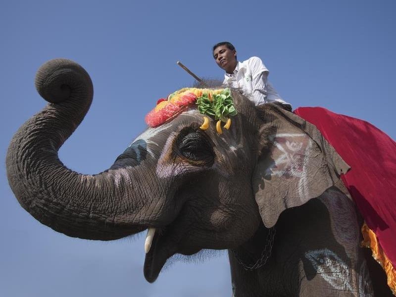 Voi bi ep da bong, bo vao dau, choc chay mau tai trong le hoi o Nepal hinh anh