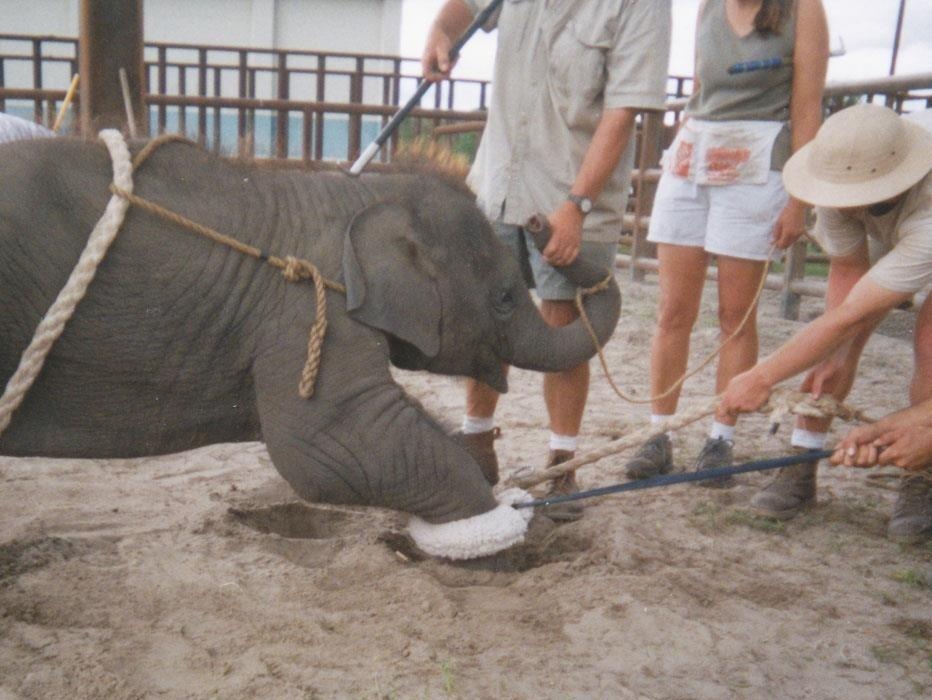 Troi chan, giat dien va cac buoc bien voi con thanh nghe si xiec hinh anh