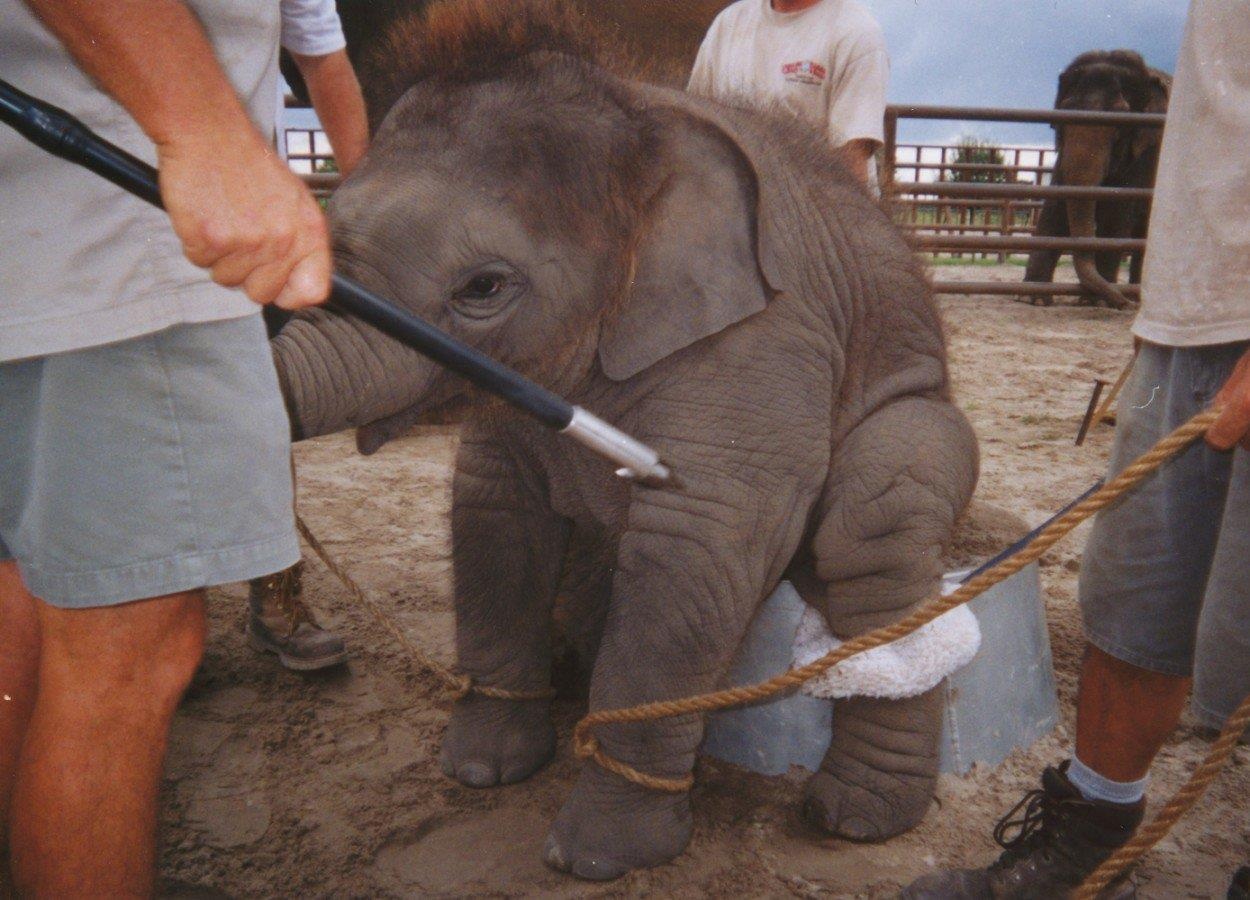 day voi lam xiec anh 8