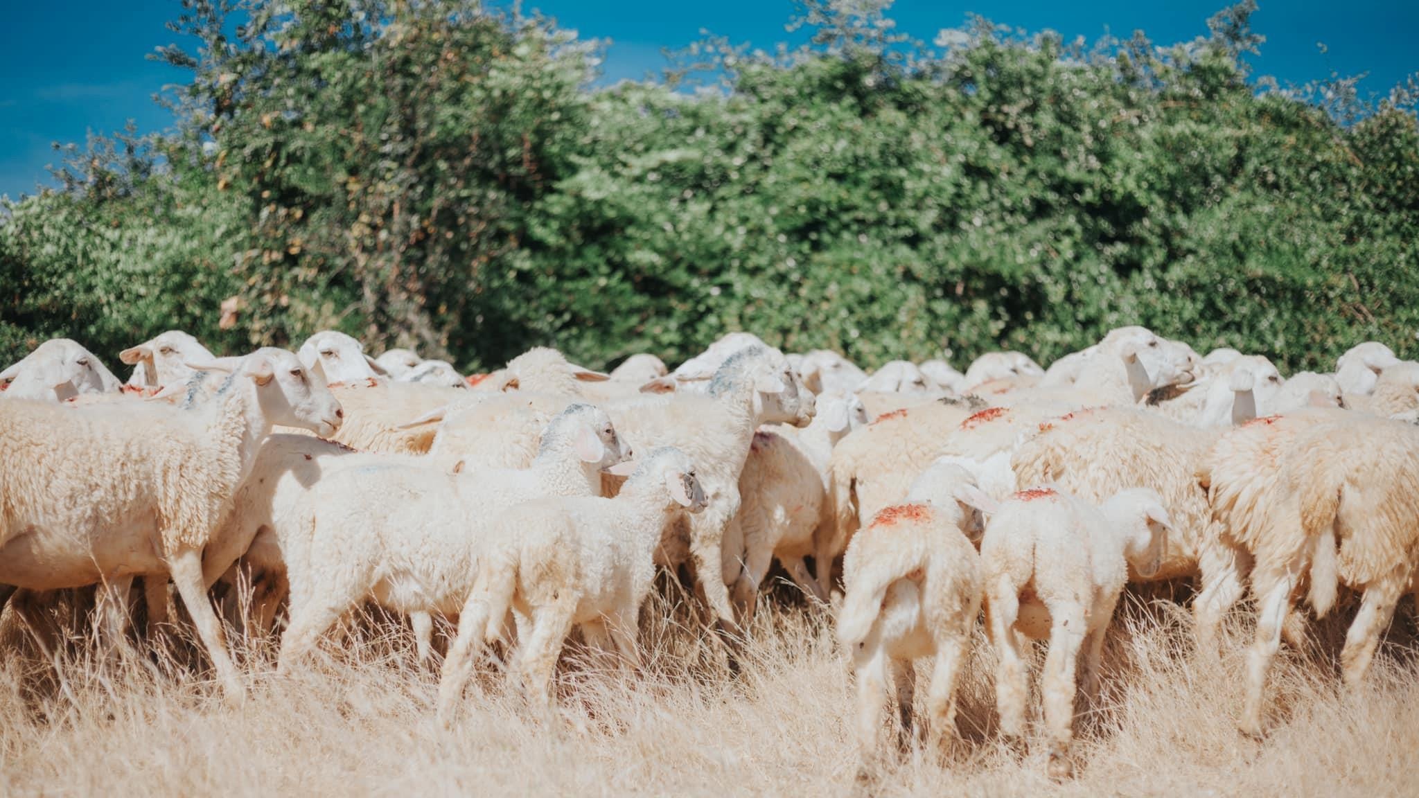 du lich ninh thuan anh 3