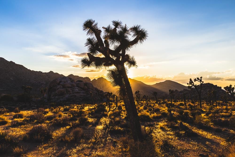 mv son tung m-tp anh 4