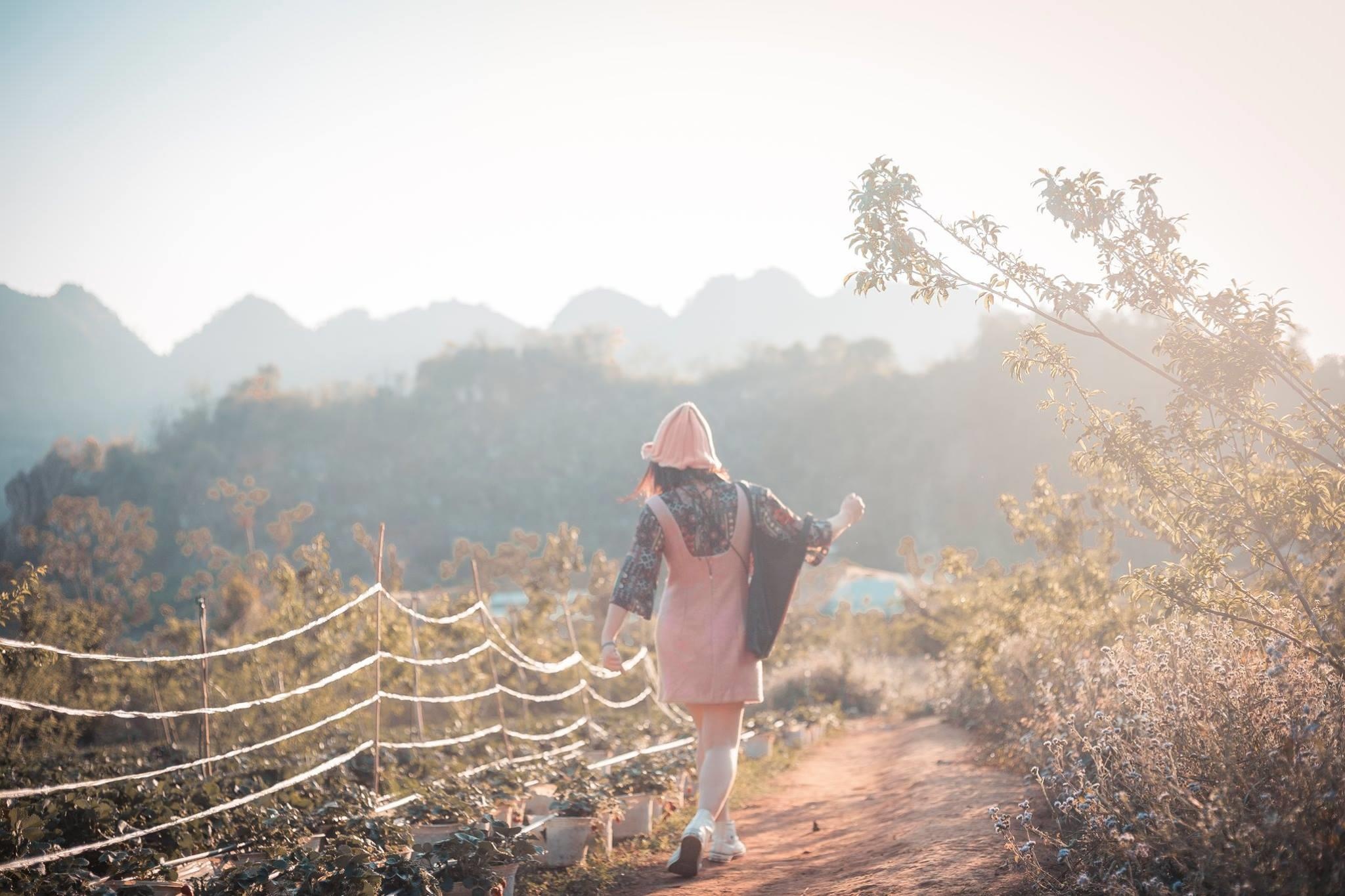 vuon dau moc chau anh 1