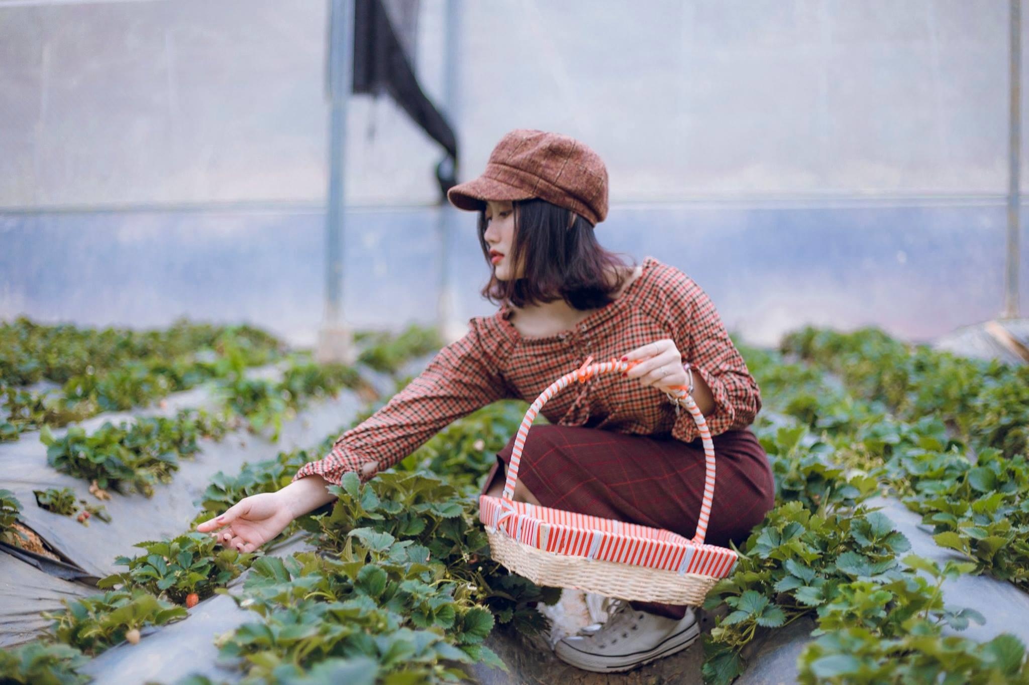 vuon dau moc chau anh 8