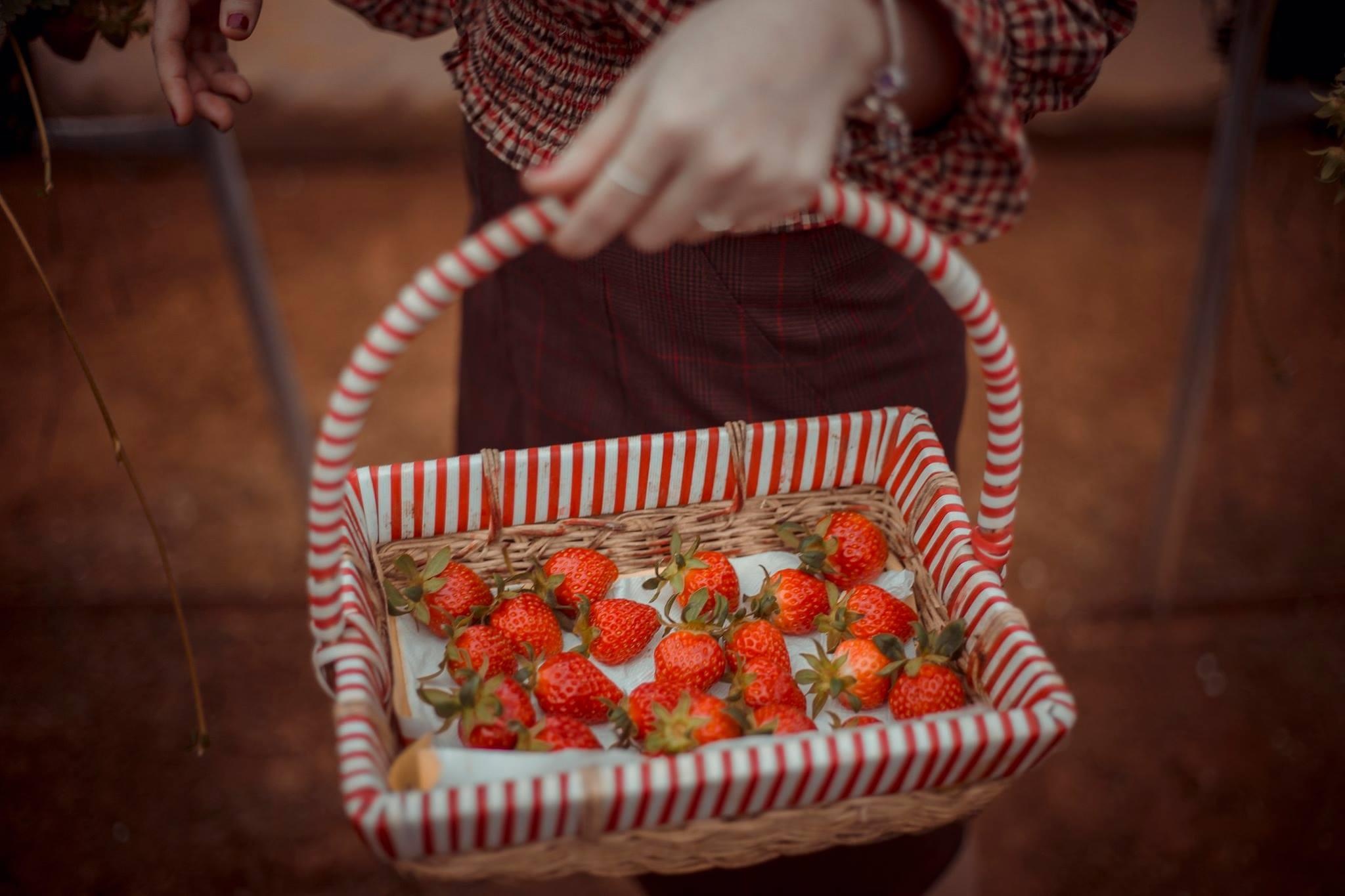 vuon dau moc chau anh 14