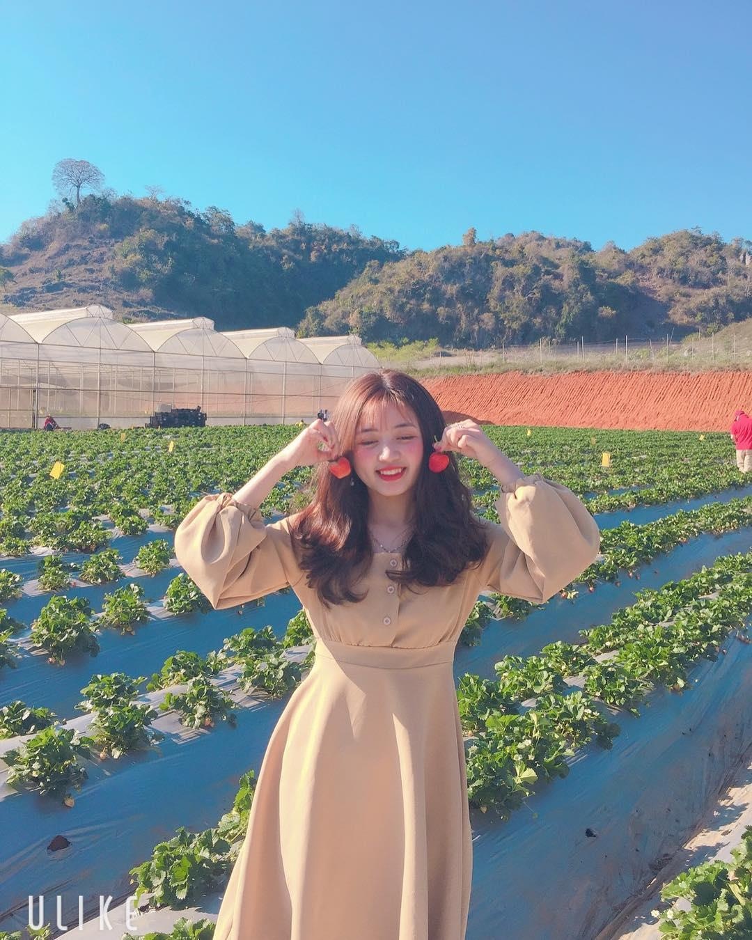 vuon dau moc chau anh 10