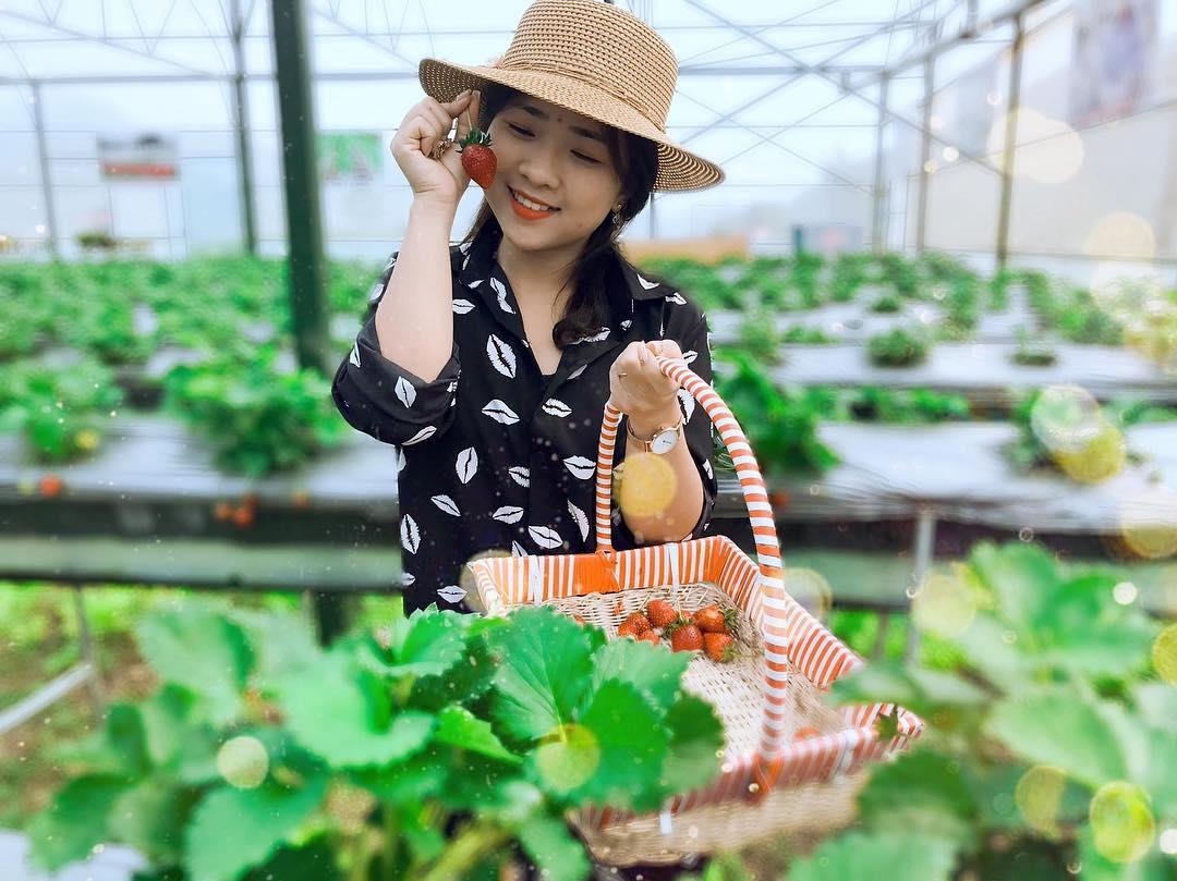 vuon dau moc chau anh 6