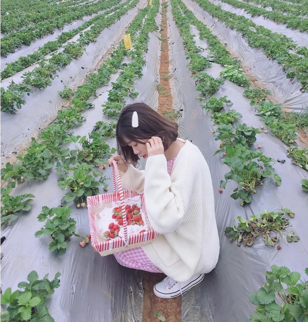 vuon dau moc chau anh 11