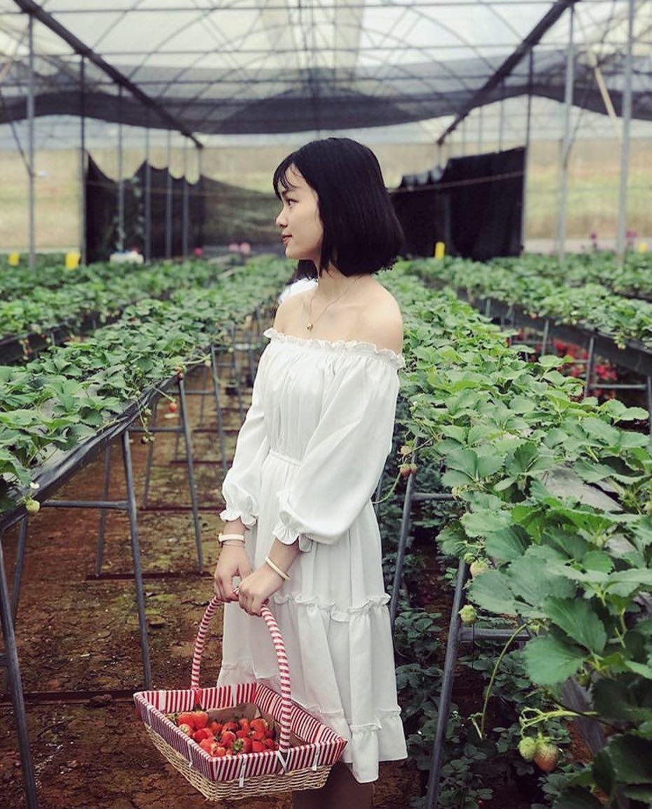 vuon dau moc chau anh 9