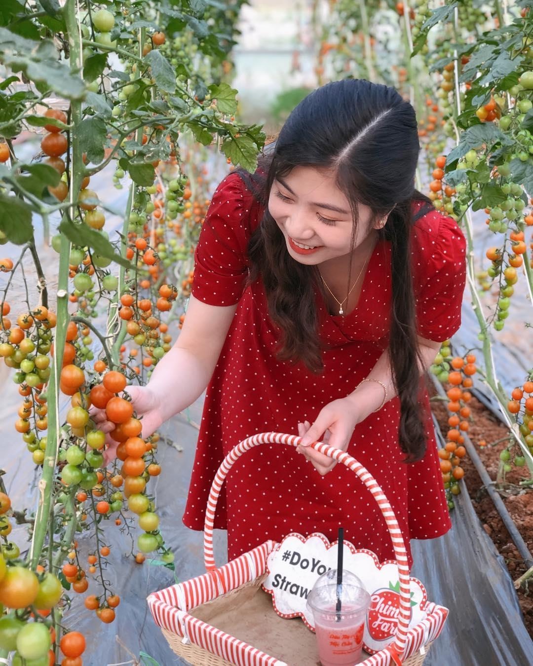 vuon dau moc chau anh 21