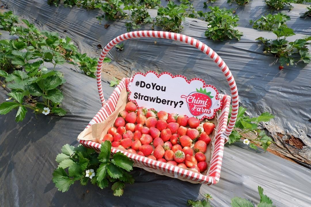 vuon dau moc chau anh 15