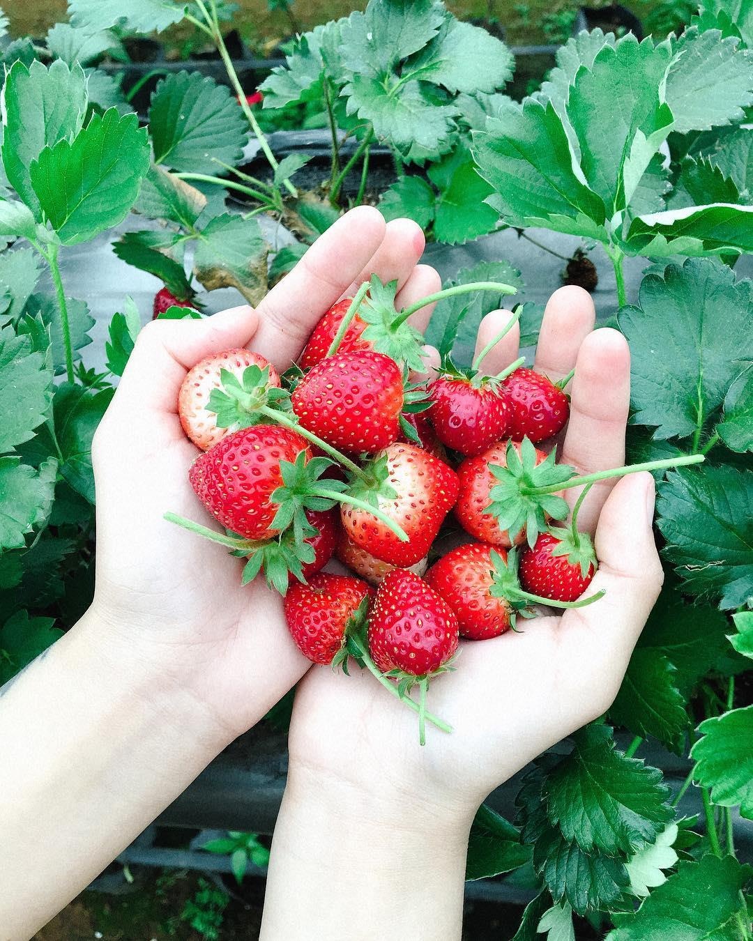 vuon dau moc chau anh 16