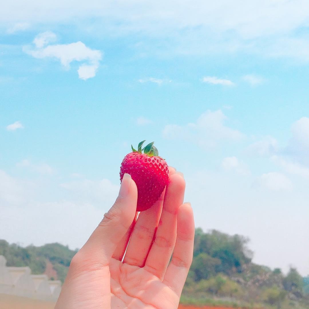 vuon dau moc chau anh 17