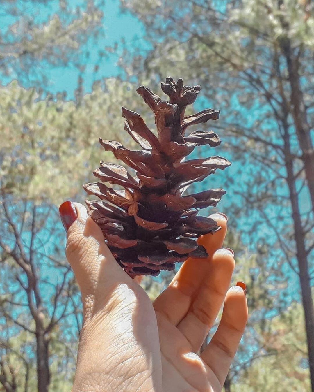 vuon dau moc chau anh 23