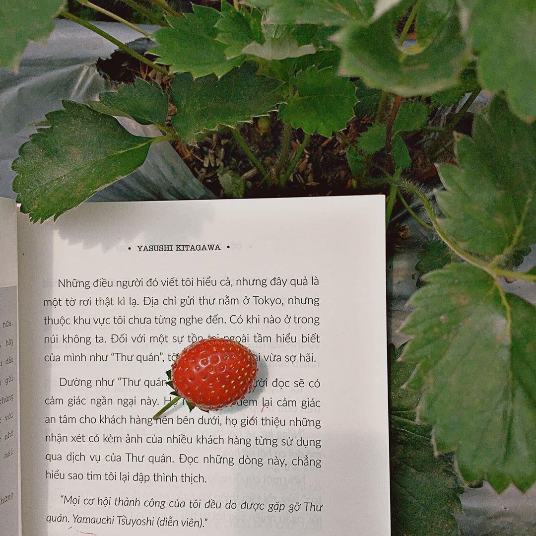 vuon dau moc chau anh 19