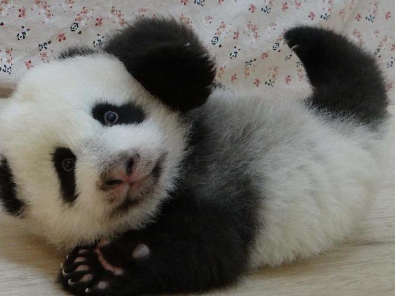 Gau truc khong lo noi tieng Dai Loan duoc tang banh sinh nhat dac biet hinh anh