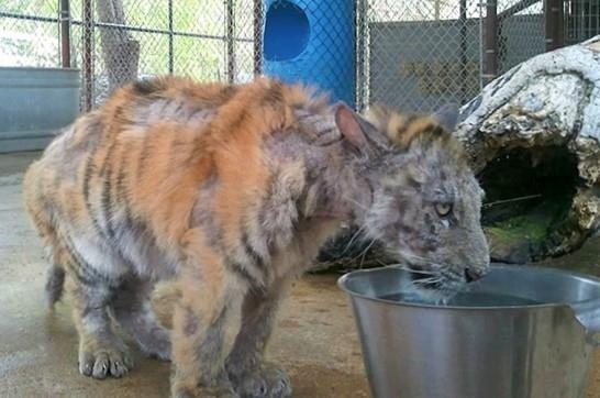 So thu nguoc dai dong vat den chet va su tho o cua chinh quyen hinh anh