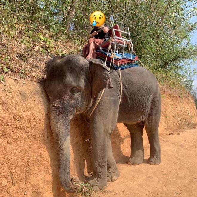 cưỡi voi thái lan ảnh 1 cuoi voi thai lan anh 1