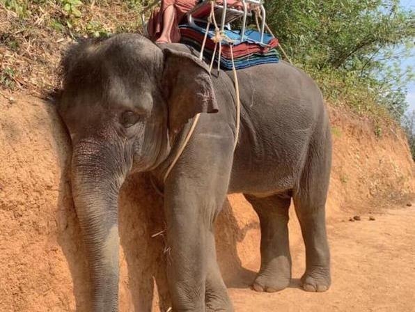 Voi cho khach nham mat, guc dau vao da khien dan mang xot xa hinh anh