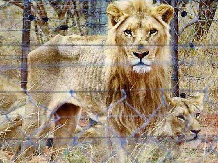 Nghen long canh dong vat bi bo doi trong so thu, phai cau xin do an hinh anh