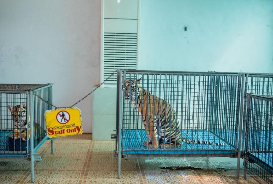 so thu bo doi dong vat anh 1