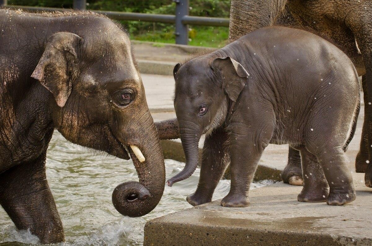 so thu bo doi dong vat anh 12