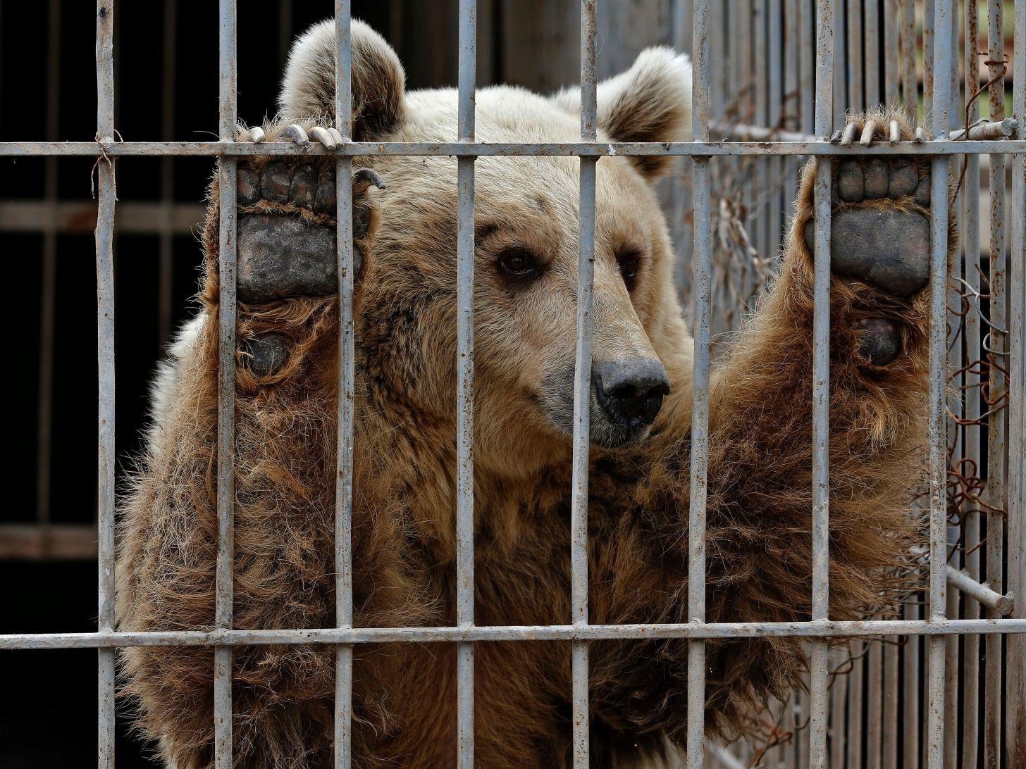 Phat dien, benh tat va am anh cua dong vat bi nhot trong so thu hinh anh