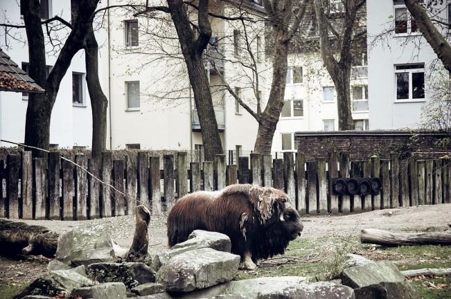 so thu bo doi dong vat anh 10