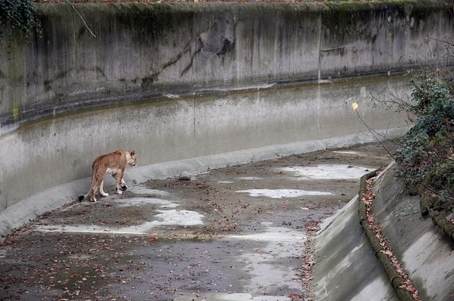 so thu bo doi dong vat anh 11