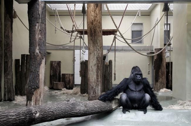 so thu bo doi dong vat anh 4