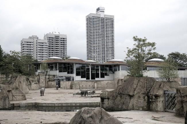 so thu bo doi dong vat anh 8