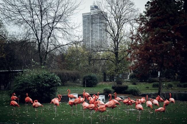 so thu bo doi dong vat anh 9